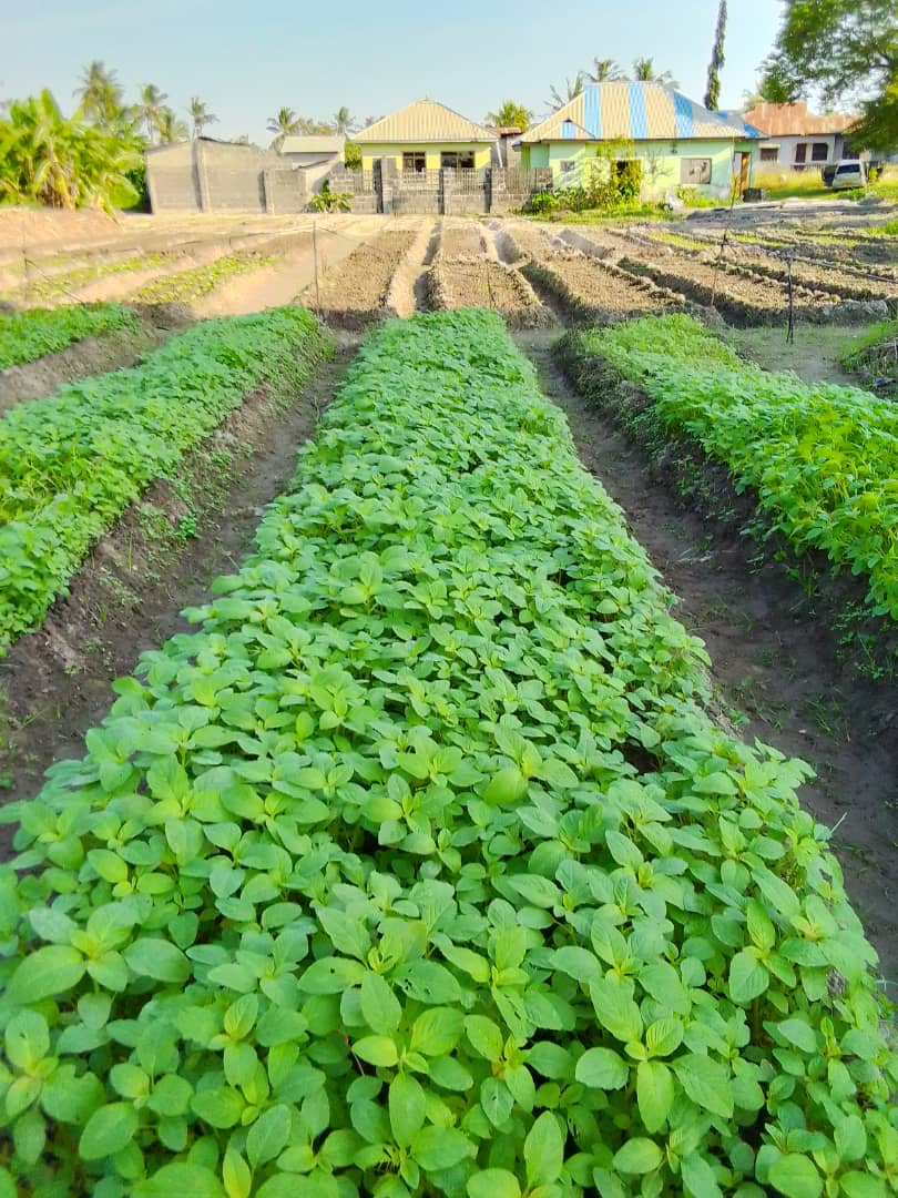 Community Garden at Majohe 1